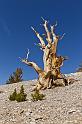 015 Ancient Bristlecone Pine Forest